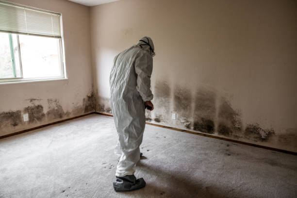 Best Professional Mold Removal  in Sunflower, MS