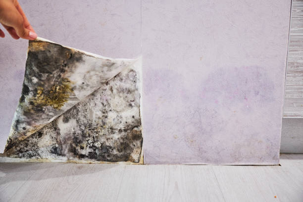 Best Attic Mold Removal  in Sunflower, MS